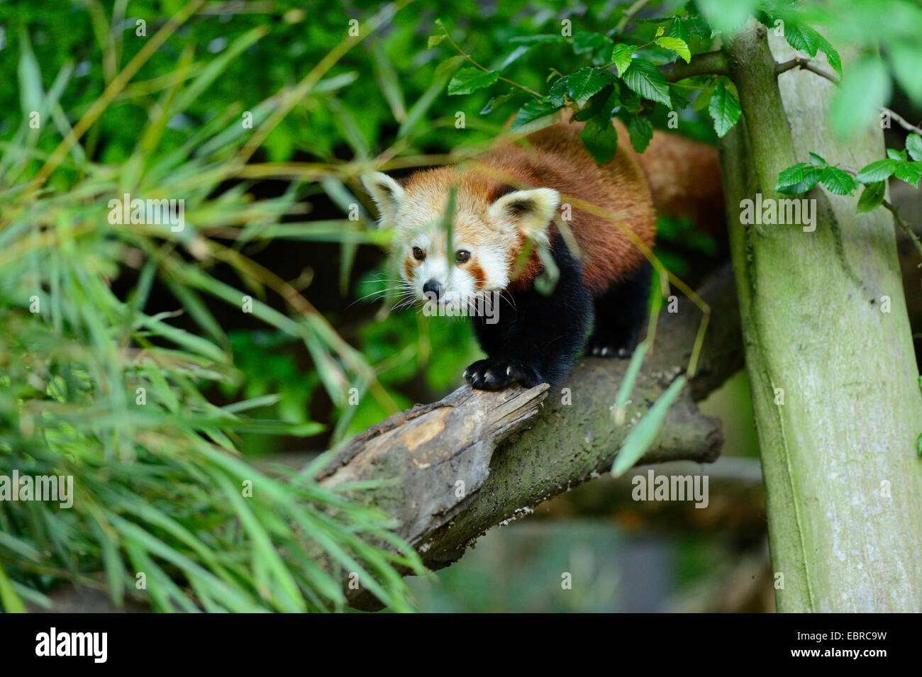 kleinere Panda, roter Panda (Ailurus Fulgens), stehend auf einem Ast Stockfoto