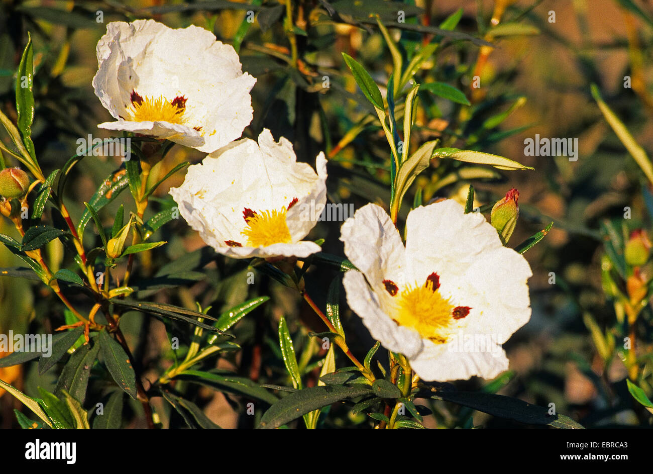 Cistus, Gum Gum Zistrosen, braunäugige Zistrose (Cistus Ladanifer), blühen,  Portugal Stockfotografie - Alamy