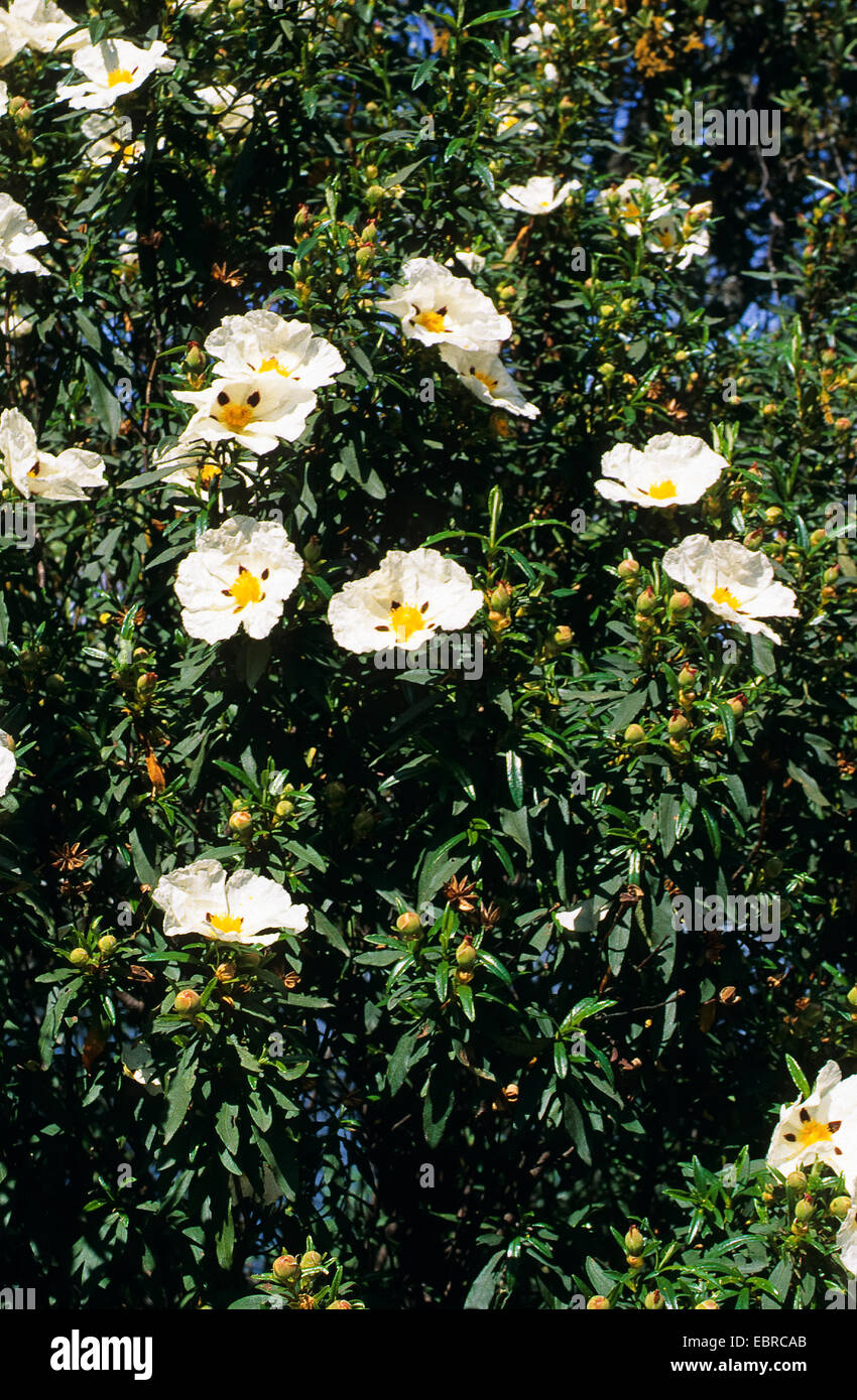 Cistus, Gum Gum Zistrosen, braunäugige Zistrose (Cistus Ladanifer), blühen, Portugal Stockfoto