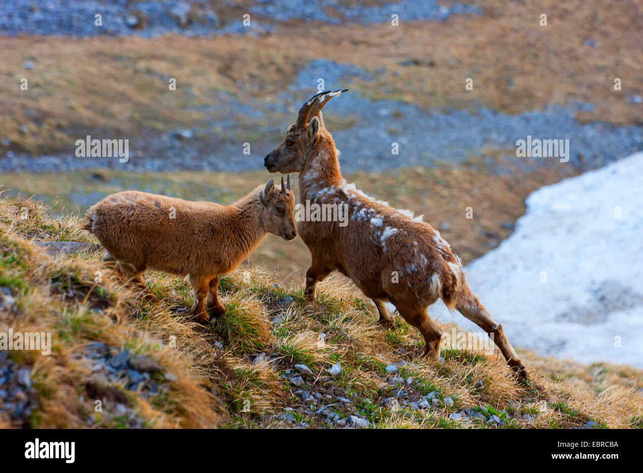 Alpensteinbock (Capra Ibex, Capra Ibex Ibex), ein weiblicher Steinbock mit  Kitz im Wandel der Pelz, der Schweiz, Churfirsten, Toggenburg  Stockfotografie - Alamy