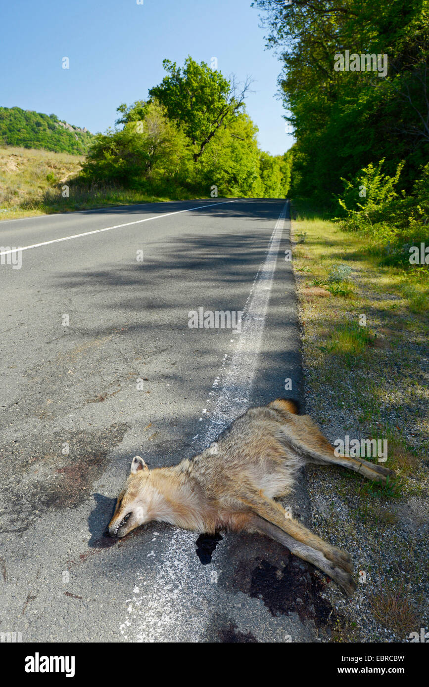 Goldschakal (Canis Aureus), überfahren Goldschakal am Straßenrand, Bulgarien, Biosphaerenreservat Ropotamo Stockfoto