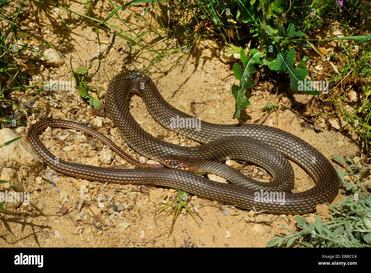 Große Peitsche Schlange, Kaspischen Whipsnake (Dolichophis Caspius, Coluber Caspius, Hierophis Caspius), an einem Hang, Bulgarien Melnik Stockfoto