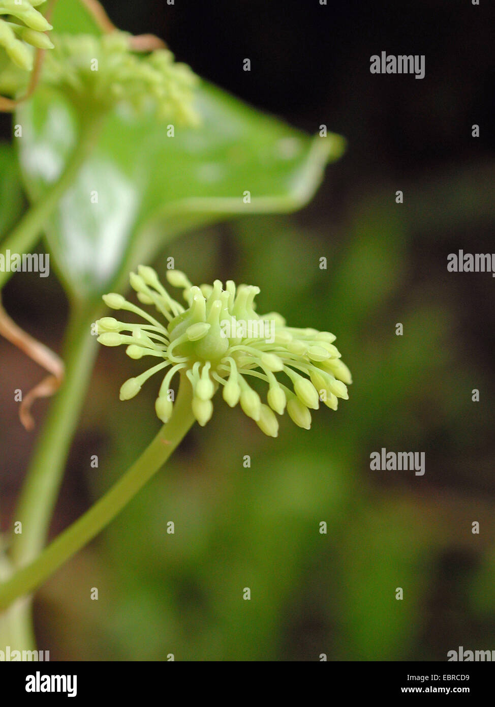 Yama-Gumura (Trochodendron Aralioides), Teil des Blütenstandes Stockfoto