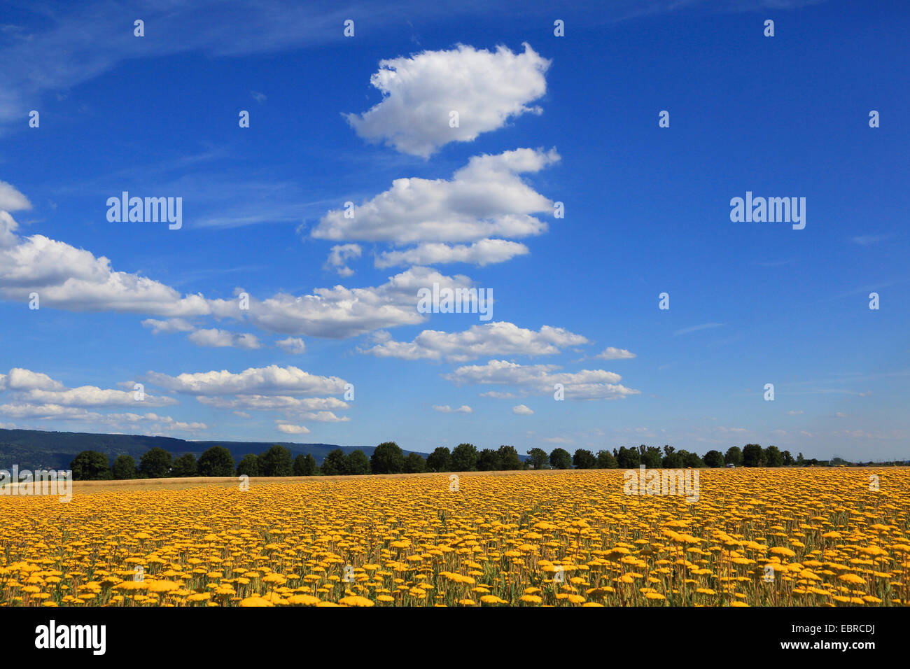 Farn-Blätter Schafgarbe (Achillea Filipendulina), auf einer Wiese, Deutschland Stockfoto