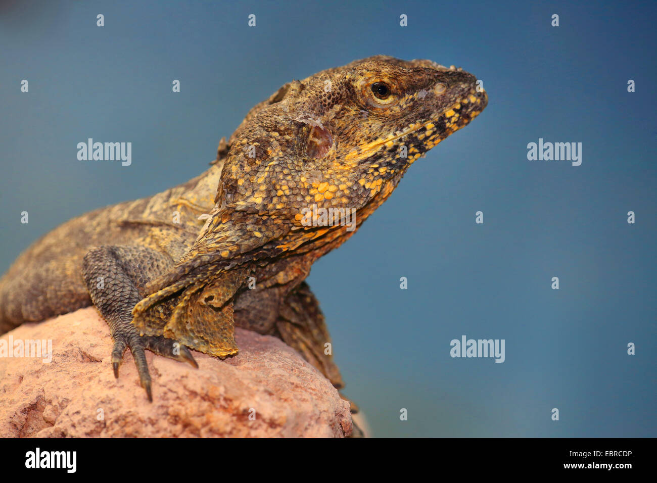 Gewundene Eidechse, australische gewundene Eidechse, Krause-necked Eidechse, Königs Eidechse (Chlamydosaurus Kingi, Chlamydosaurus Kingii), Portrait Stockfoto