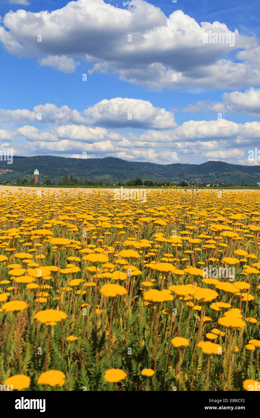 Farn-Blätter Schafgarbe (Achillea Filipendulina), auf einer Wiese, Deutschland Stockfoto