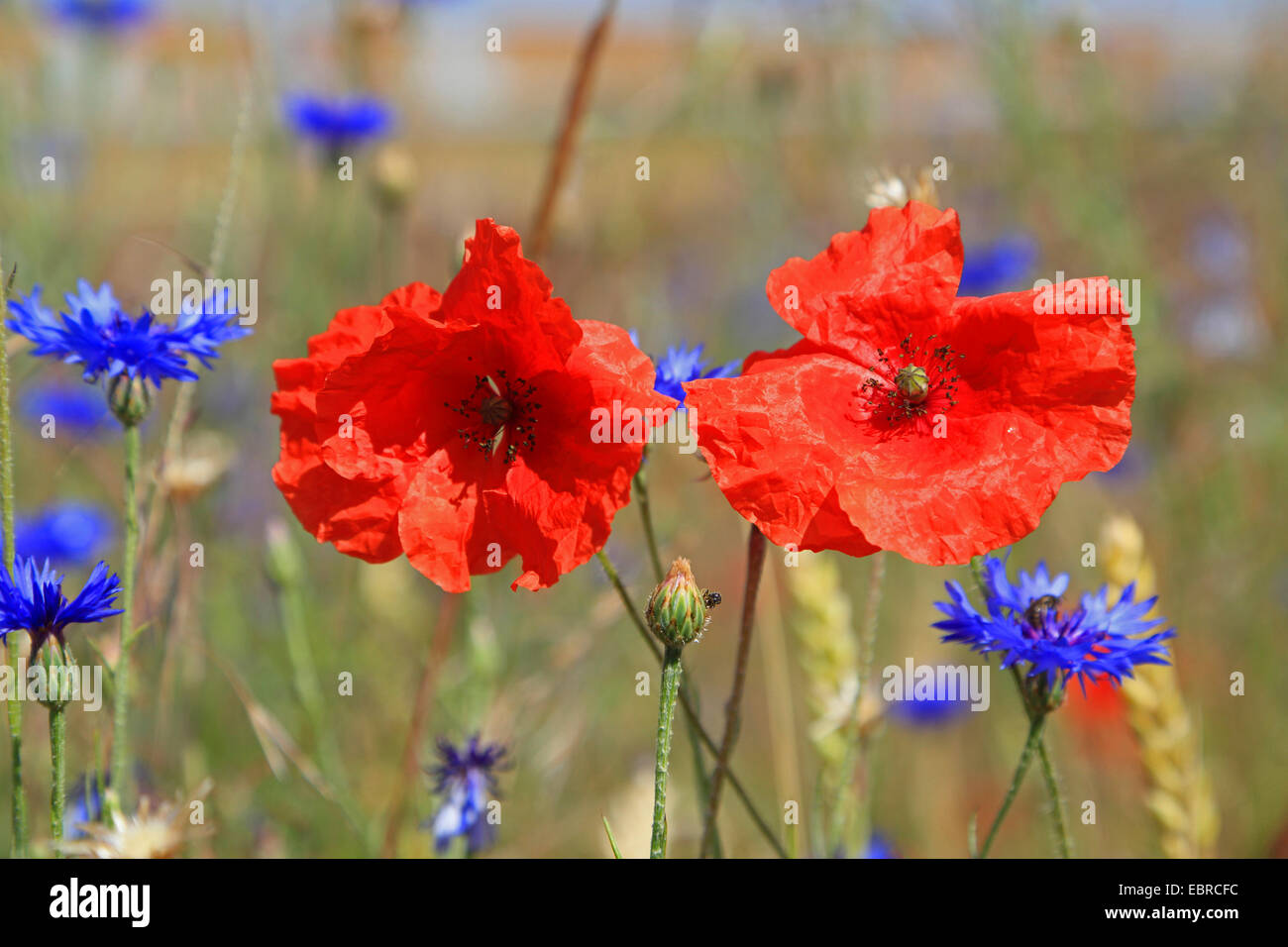 Schaltfläche "Bachelor's", Zusammenarbeit, Kornblume (Centaurea Cyanus), Mohn und Kornblume, Deutschland Stockfoto