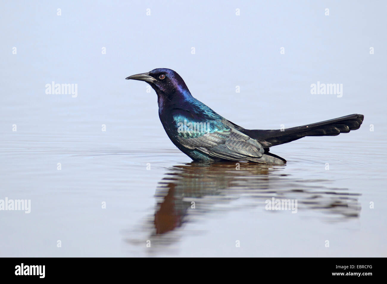 Boot-angebundene Grackle (Quiscalus großen), sucht im Spülwasser, USA, Florida, Myakka River State Park Stockfoto