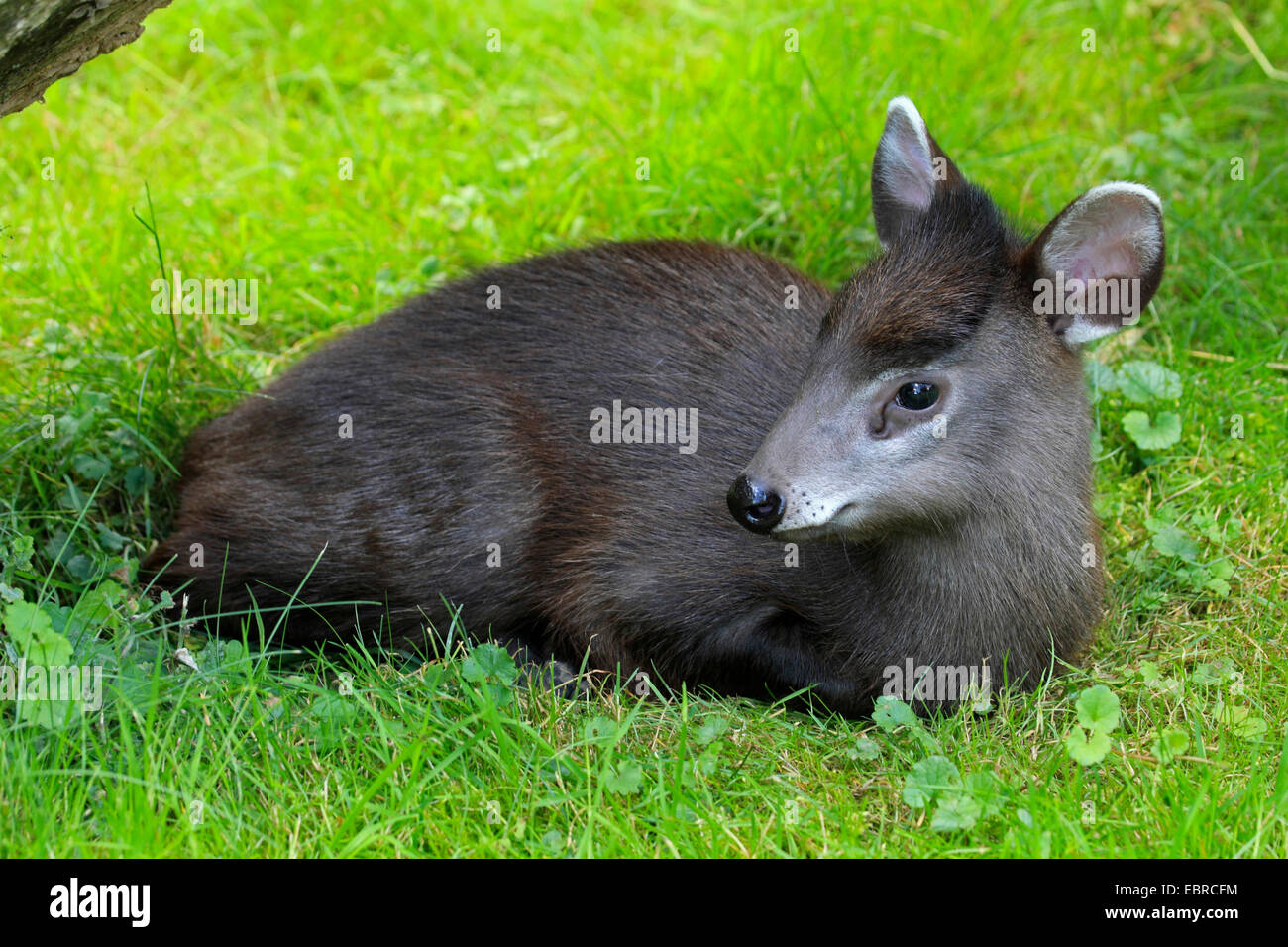 Büschelige Rotwild (Elaphodus Cephalophus), Jungtier in einer Wiese liegen Stockfoto