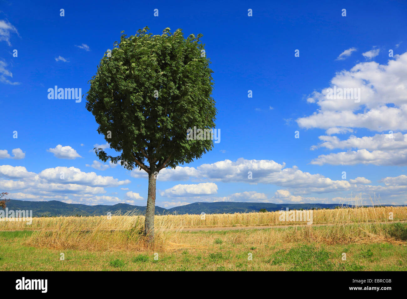 Europäische-Vogelbeerbaum, Eberesche (Sorbus Aucuparia), Feldweg mit Eberesche, Deutschland Stockfoto