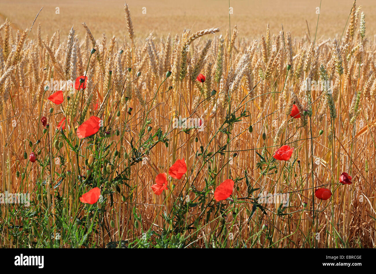Gemeinsamen Mohn, Klatschmohn, roter Mohn (Papaver Rhoeas), Blomming Mohn in eine Feldgrenze, Deutschland Stockfoto