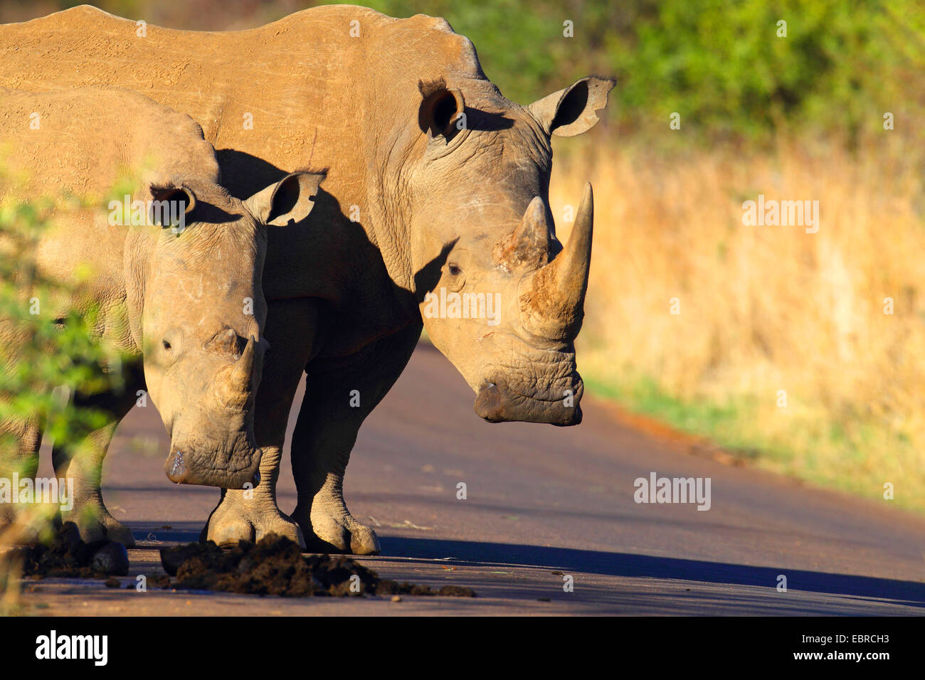 Breitmaulnashorn, Quadrat-lippige Rhinoceros, Rasen Rhinoceros (Ceratotherium Simum), zwei Nashörner auf der Straße mit Blickkontakt, Südafrika, North West Province, Pilanesberg Nationalpark Stockfoto
