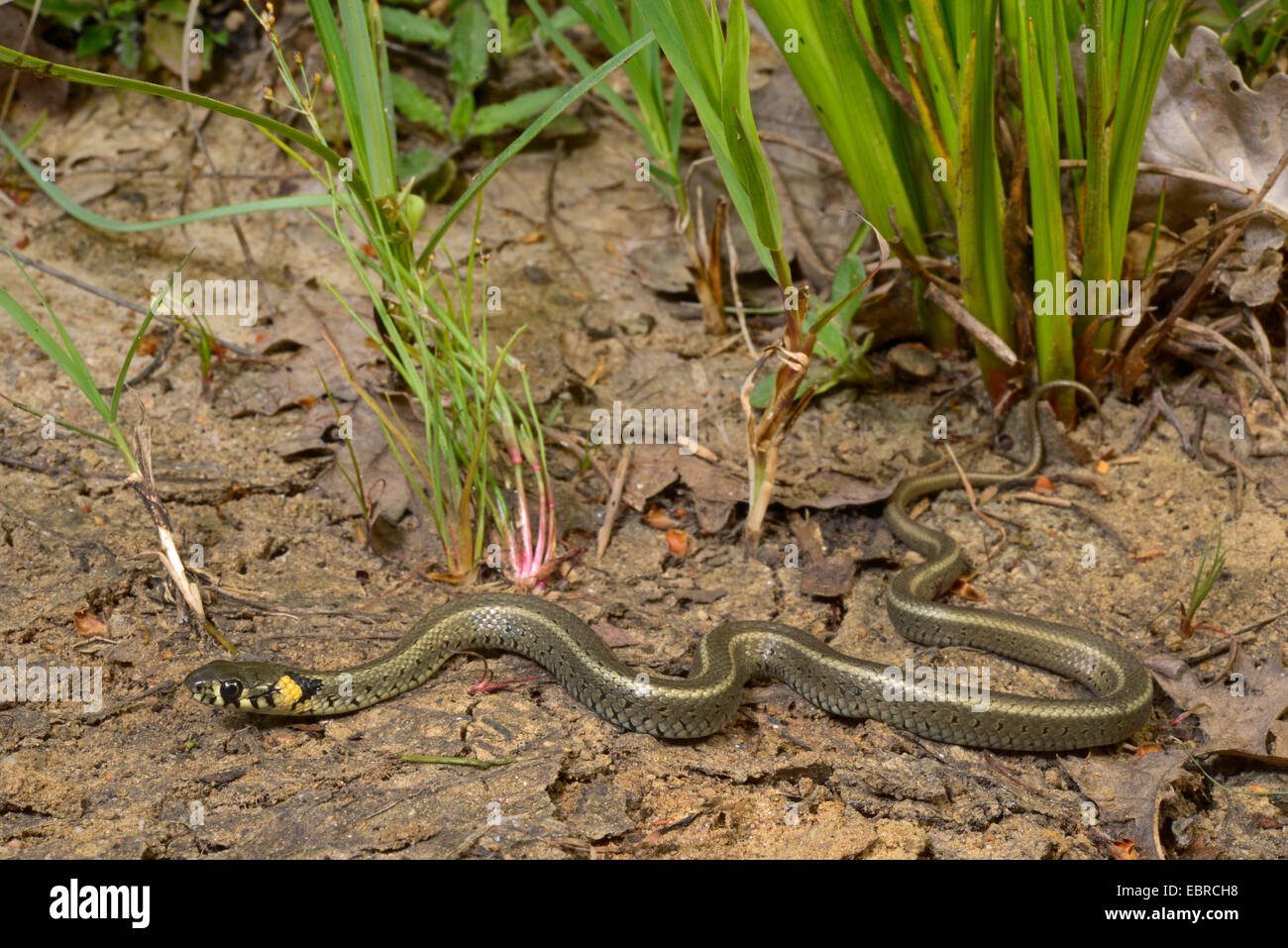 Balkan Ringelnatter (Natrix Natrix Persa), junge Ringelnatter am Ufer, Lykien, Dalyan, Mugla, Türkei Stockfoto