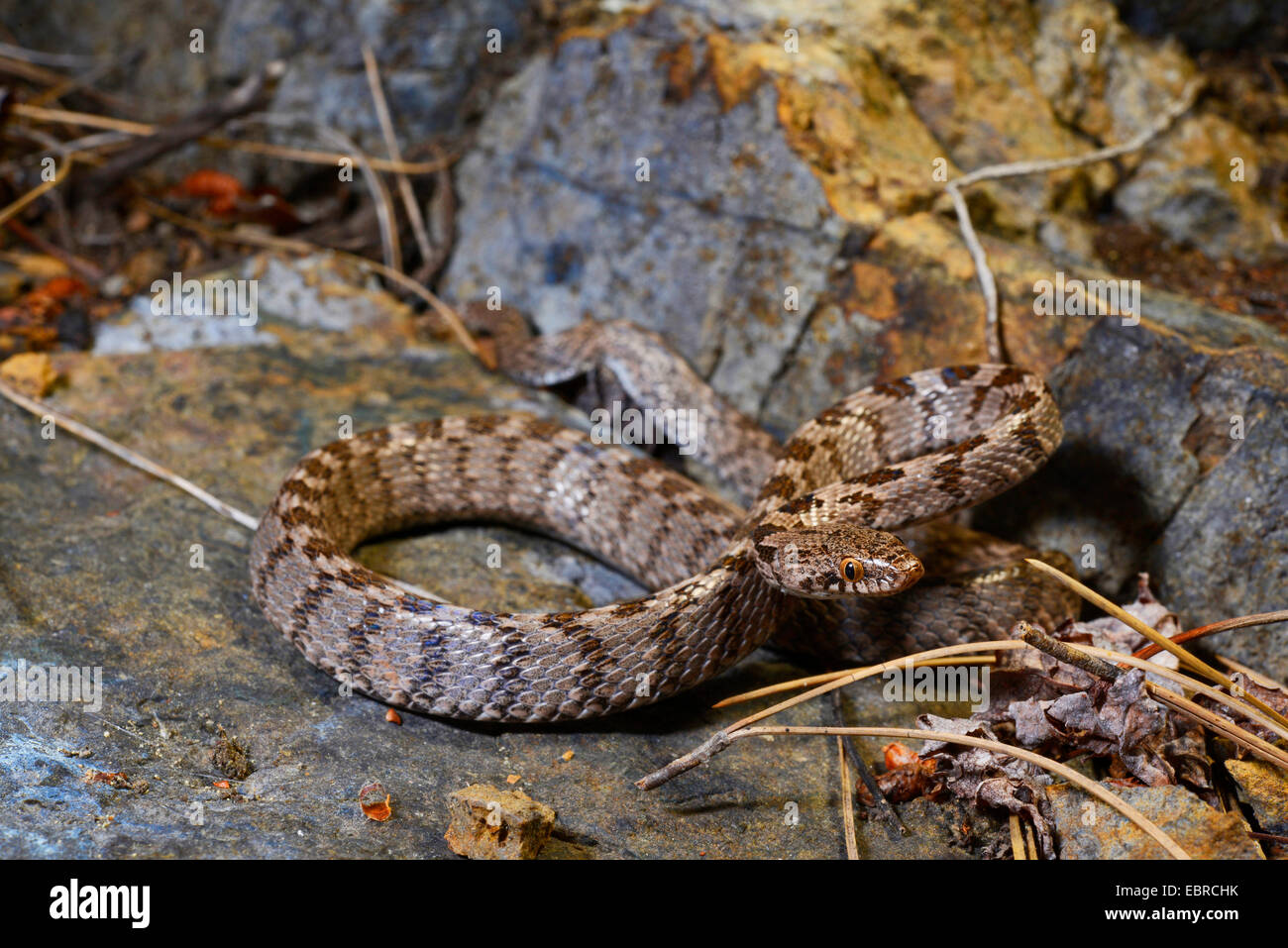 Katze, Schlange, europäische Katze Schlange (Telescopus Goldhahnenfuß), auf einem Felsen, Lykien, Dalyan, Mugla, Türkei Stockfoto