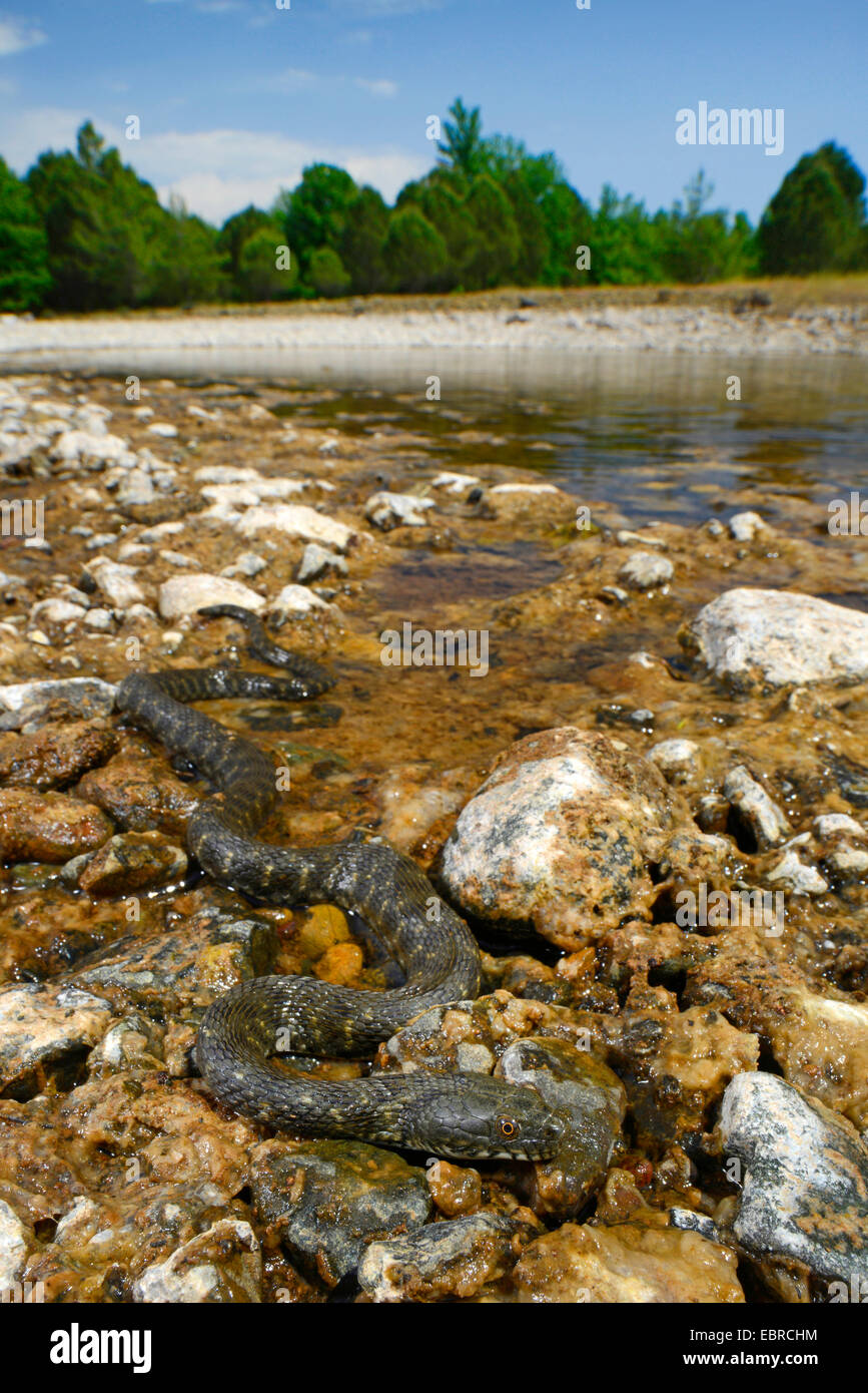 Würfel Schlange (Natrix Tessellata), am steinigen Ufer, Lykien, Dalyan, Mugla, Türkei Stockfoto