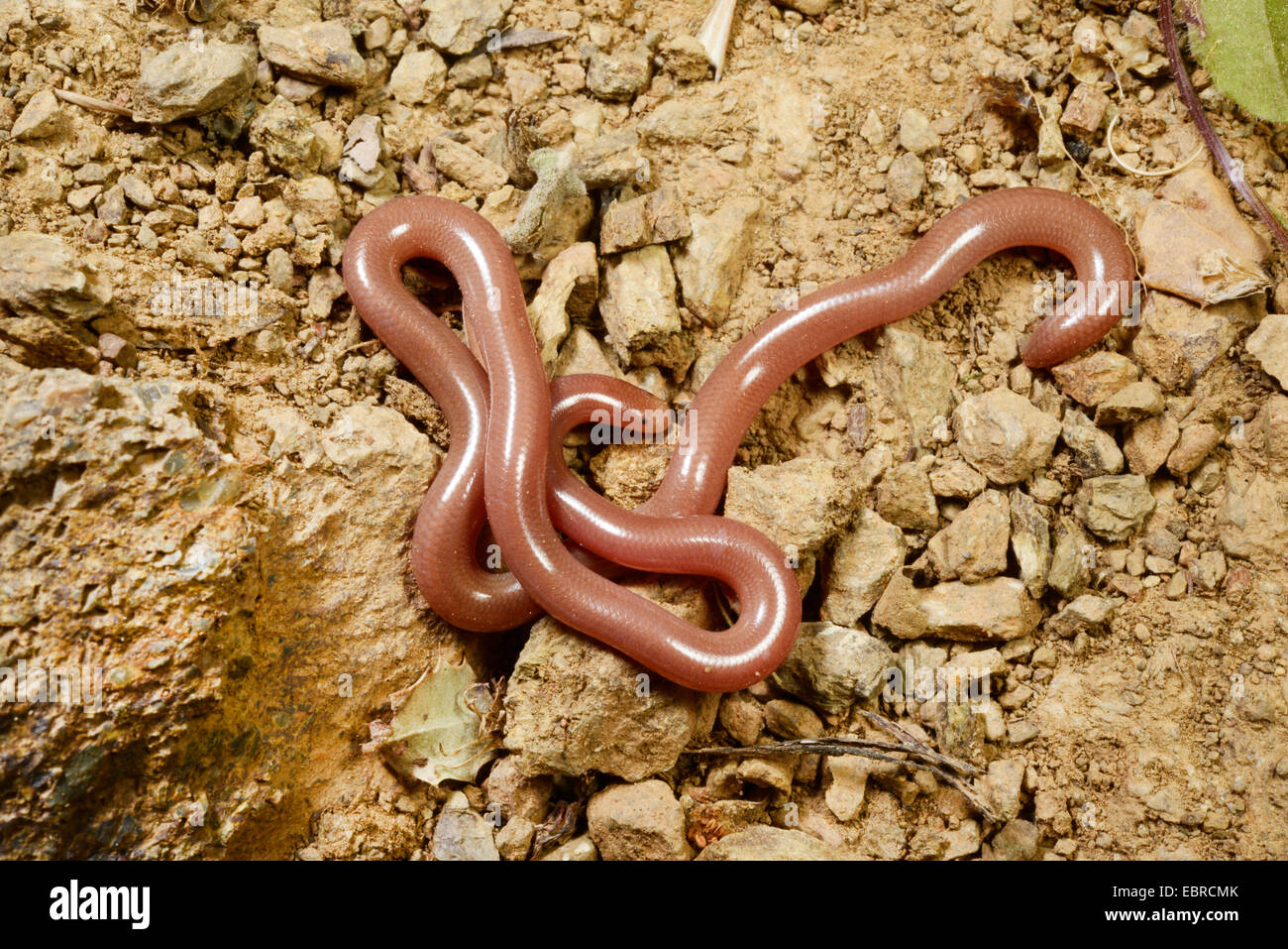 Europäische blinde Schlange, griechische blinde Schlange, Wurm Schlange (Blödmann Vermicularis), auf steinigen Böden, Lykien, Dalyan, Mugla, Türkei Stockfoto