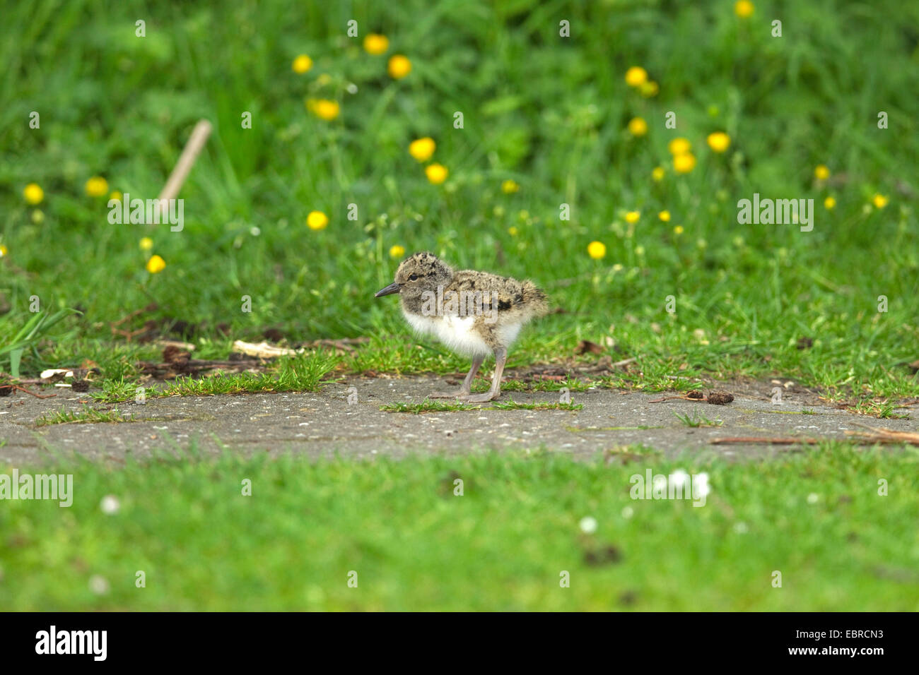 Paläarktis Austernfischer (Haematopus Ostralegus), Küken auf einem Pfad, Deutschland, Niedersachsen, Norderney Stockfoto