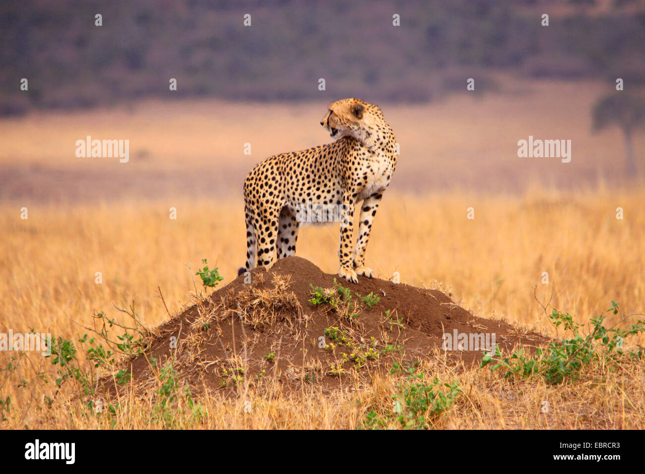 Gepard (Acinonyx Jubatus), auf einem Hügel umzusehen, Tansania, Serengeti Nationalpark Stockfoto