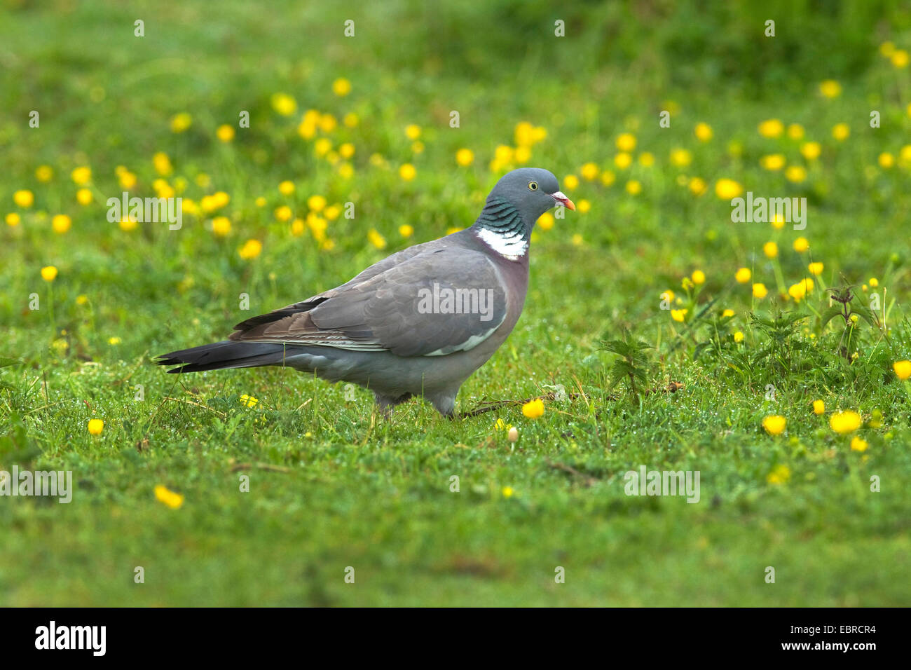 Ringeltaube (Columba Palumbus), zu Fuß in ein Löwenzahn Wiese, Deutschland, Niedersachsen, Norderney Stockfoto