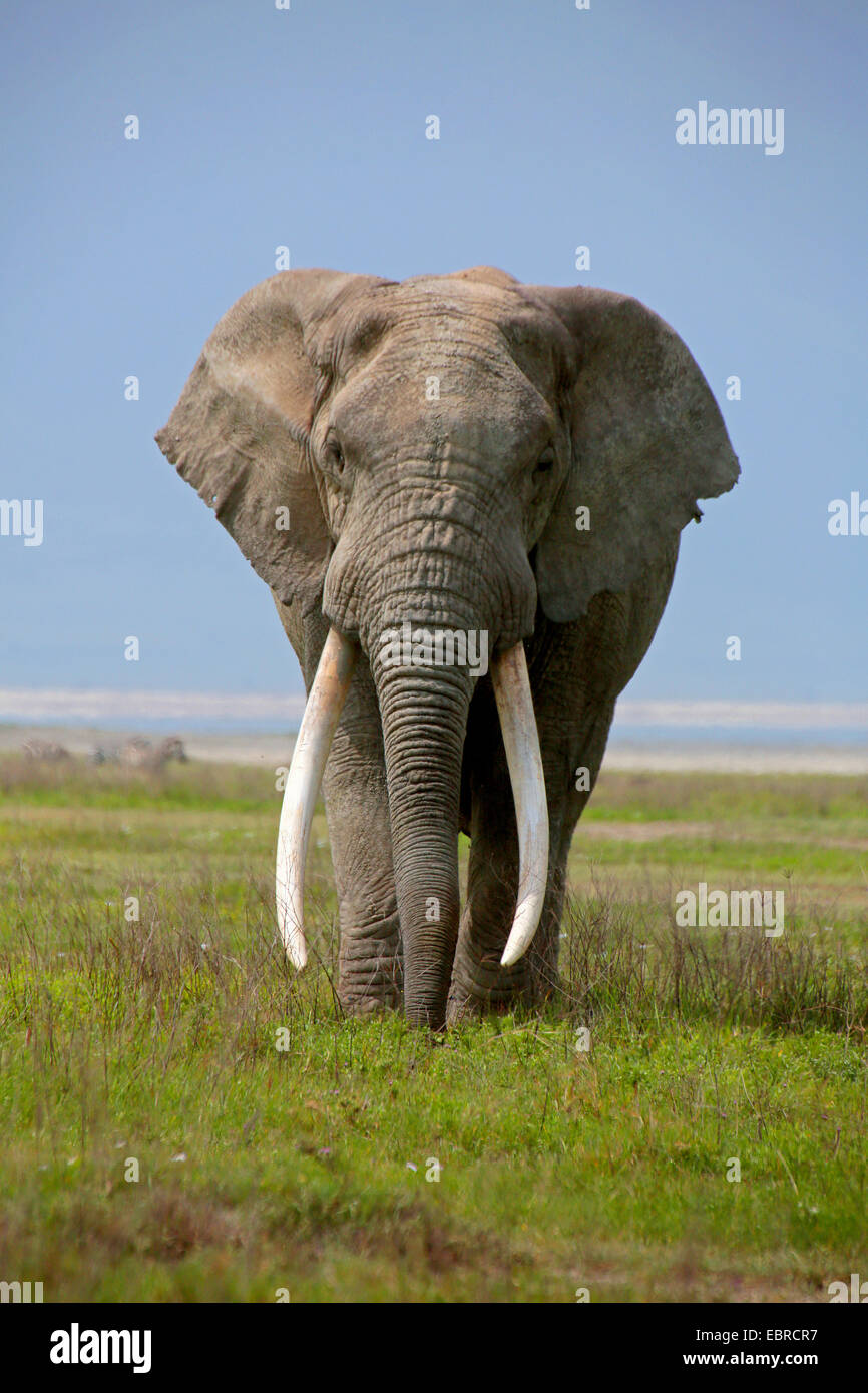 Afrikanischer Elefant (Loxodonta Africana), Stier Elefanten mit sehr großen Stoßzähnen, Tansania, Serengeti Nationalpark Stockfoto