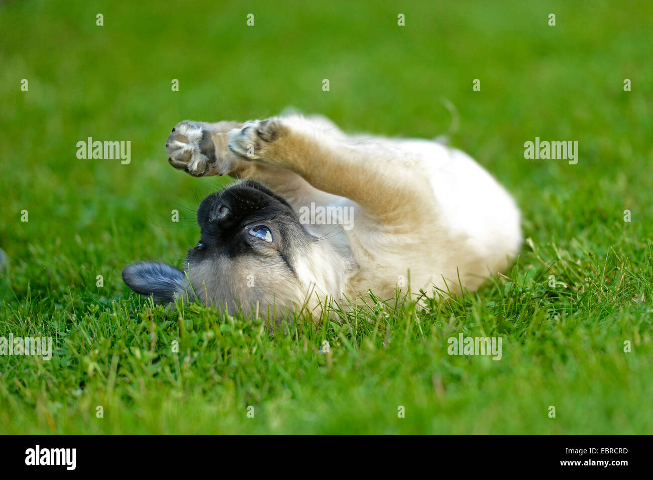 Mops (Canis Lupus F. Familiaris), Welpe, liegend auf dem Rücken auf einer Wiese und spielt mit den Pfoten, Deutschland Stockfoto