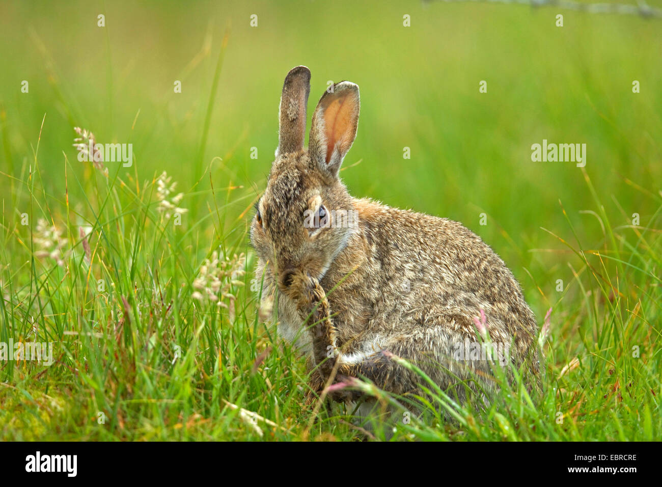 Europäischen Kaninchen (Oryctolagus Cuniculus), am Auto des Pelzes auf Rasen, Deutschland, Niedersachsen, Norderney Stockfoto