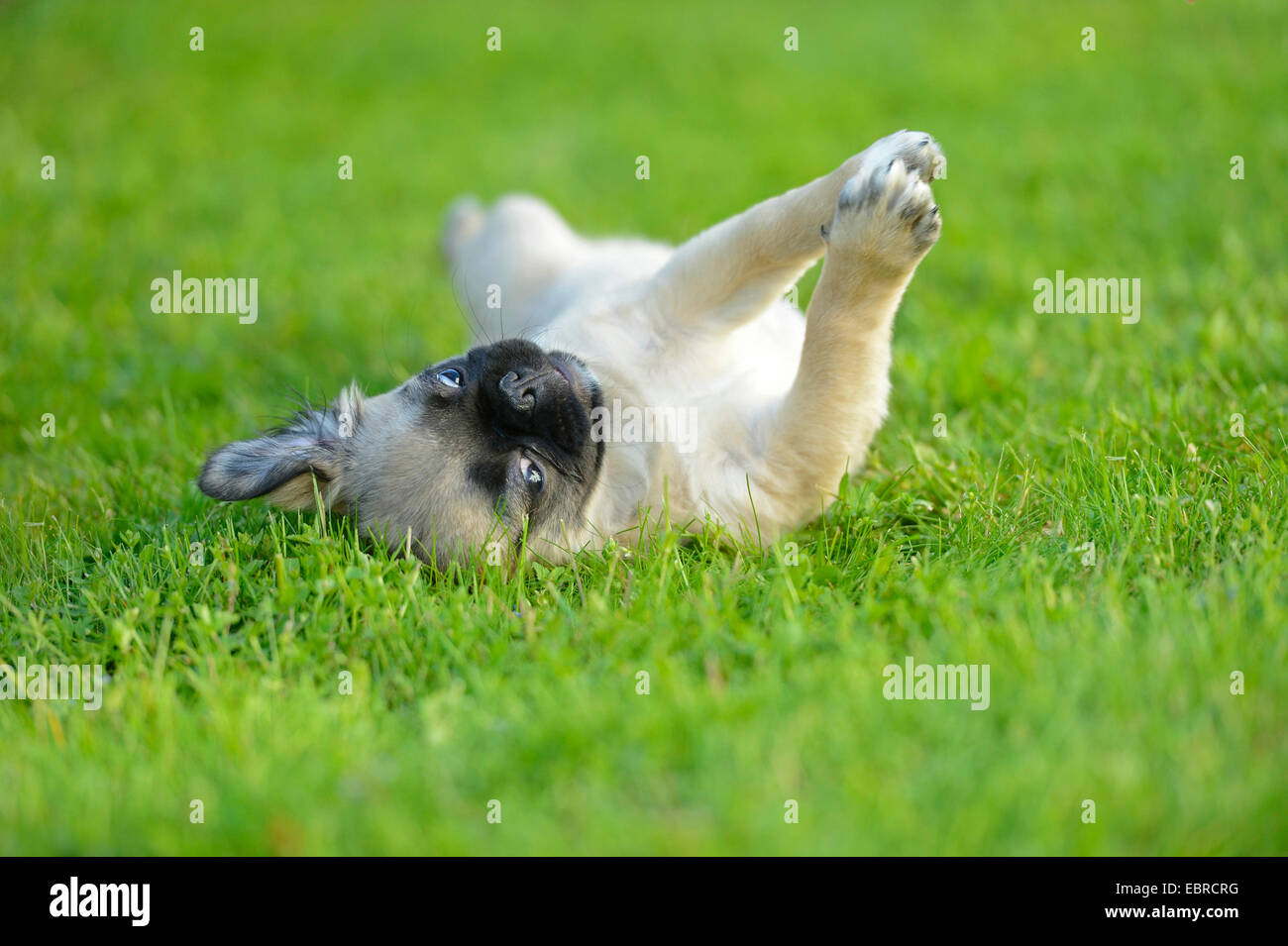 Mops (Canis Lupus F. Familiaris), Welpe, liegend auf dem Rücken auf einer Wiese und spielt mit den Pfoten, Deutschland Stockfoto