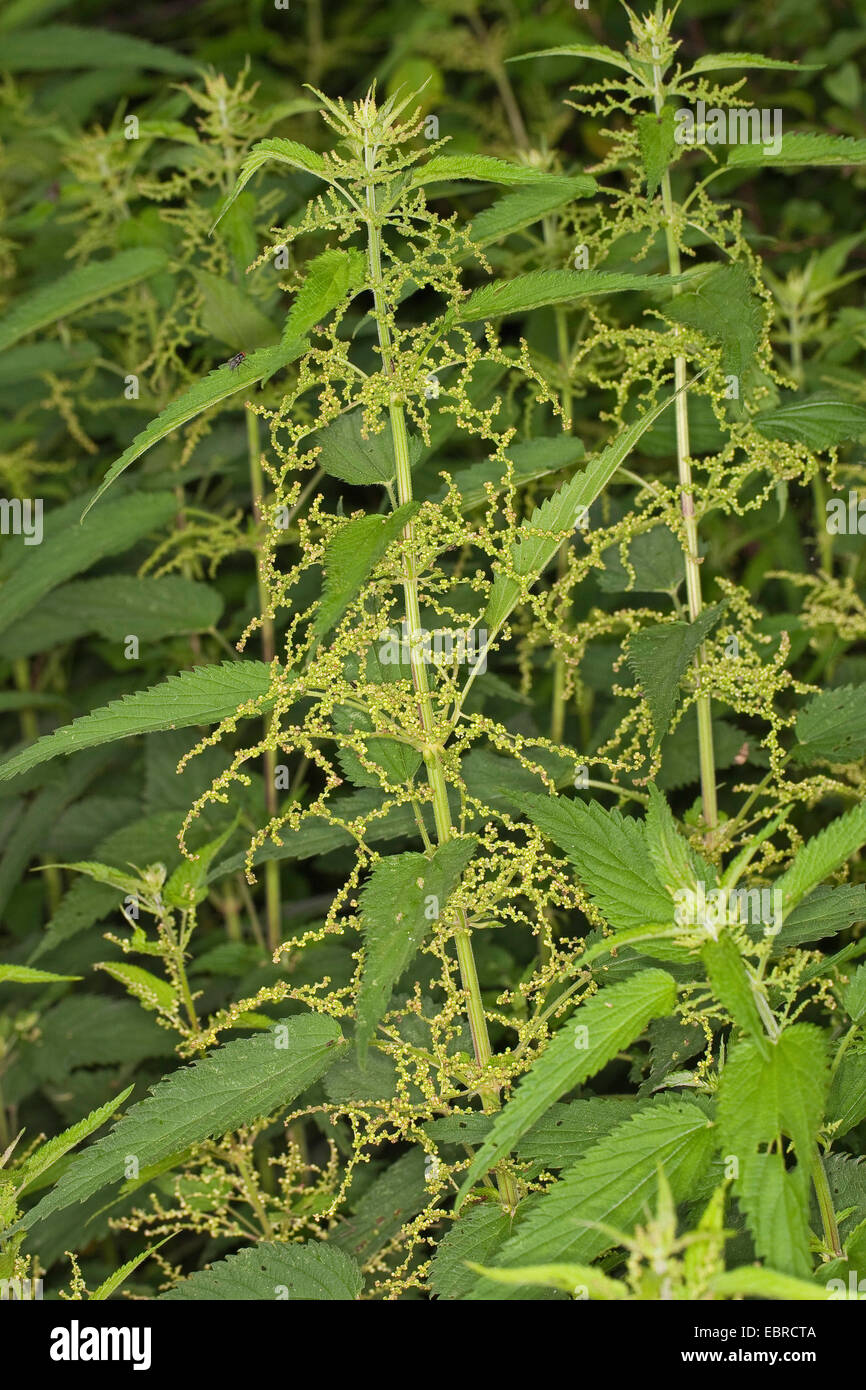 Brennnessel (Urtica Dioica), blühen, Deutschland Stockfoto