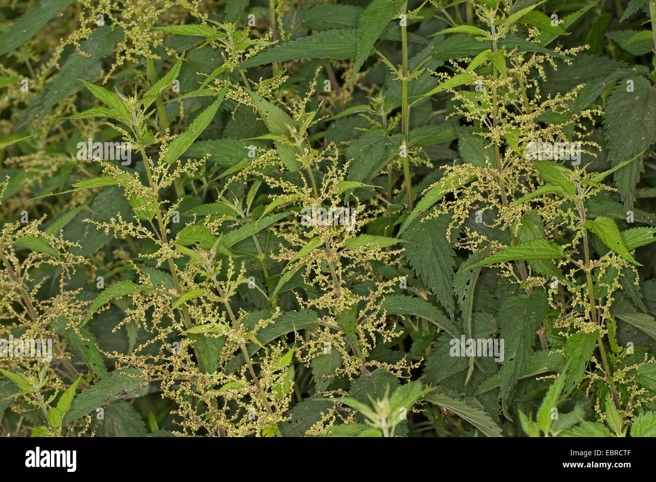 Brennnessel (Urtica Dioica), blühen, Deutschland Stockfoto