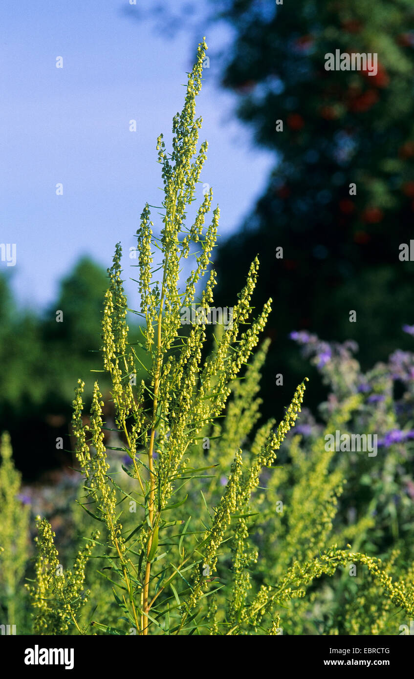 Drachen Sagewort, Estragon, Estragol, Esdragol, Esdragon (Artemisia Dracunculus), Blütenstand Stockfoto
