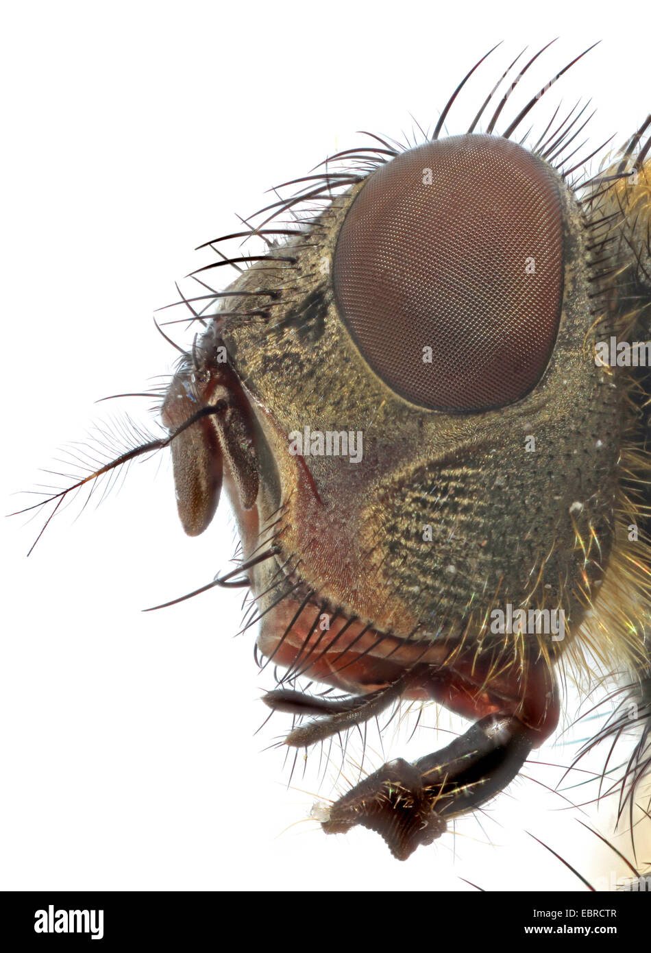 Fliege (Brachycera, Diptera), Kopf einer Fliege, Makroaufnahme mit Zuckerwürfel auf Lippe Stockfoto