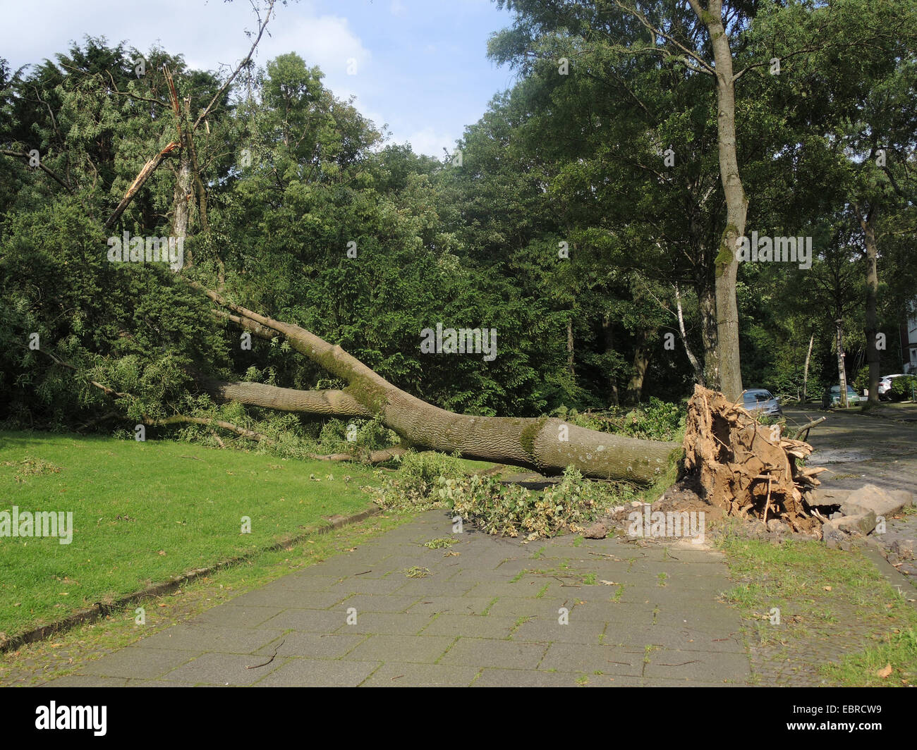 gemeine Esche, europäischer Esche (Fraxinus Excelsior), verwüsteten Stadt Park Bochum durch umgestürzte Bäume und abgebrochene Äste, Sturmtief Ela am 2014-06-09, Bochum, Ruhrgebiet, Nordrhein-Westfalen, Deutschland Stockfoto