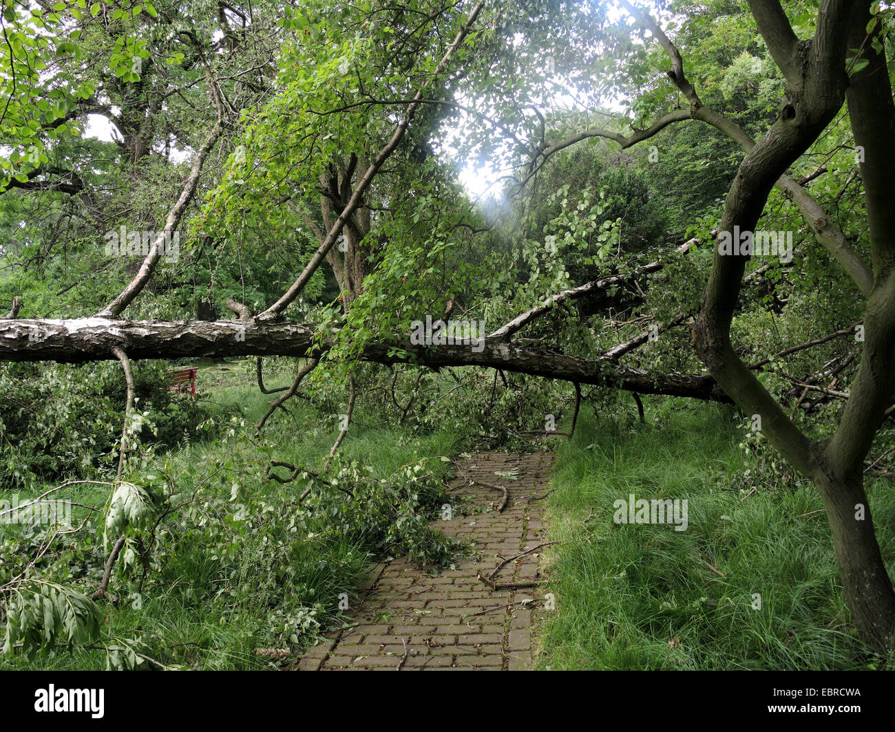 gemeinsamen Birke, Birke, Europäische weiße Birke, weiße Birke (Betula Pendel, Betula Alba), verwüsteten Stadt Park Bochum durch umgestürzte Bäume und abgebrochene Äste, Sturmtief Ela am 2014-06-09, Bochum, Ruhrgebiet, Nordrhein-Westfalen, Deutschland Stockfoto
