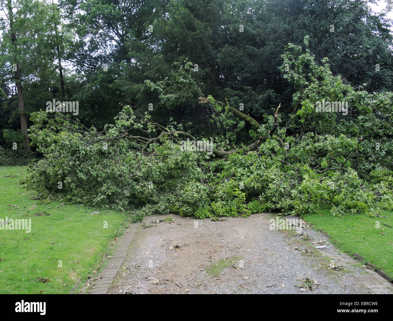 verwüstete Stadt Park Bochum durch umgestürzte Bäume und abgebrochene Äste, Sturmtief Ela am 2014-06-09, Bochum, Ruhrgebiet, Nordrhein-Westfalen, Deutschland Stockfoto