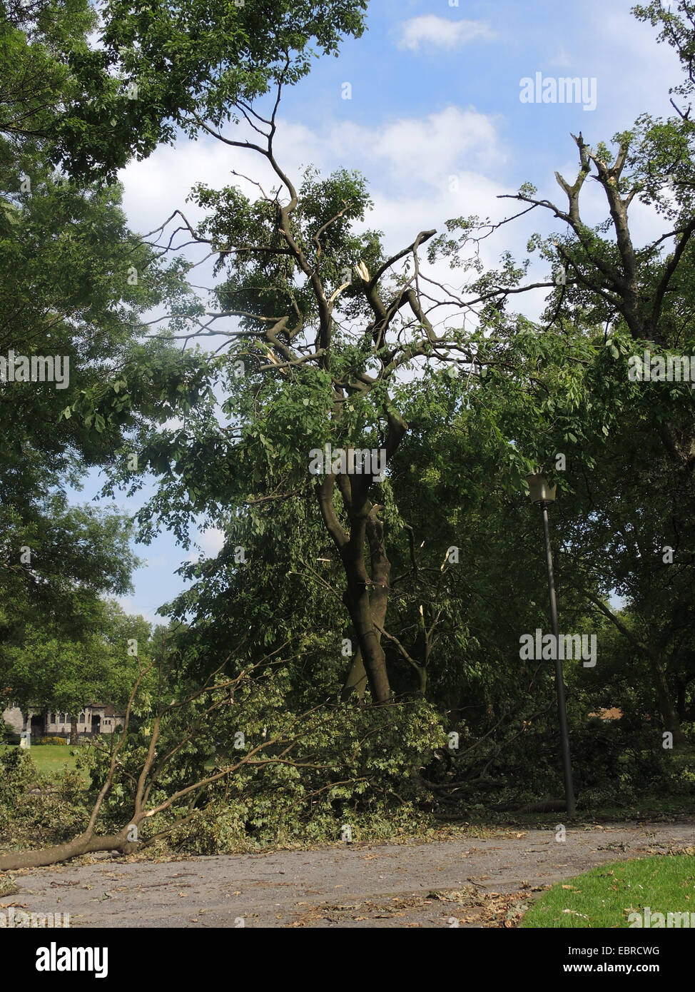 verwüstete Stadt Park Bochum durch umgestürzte Bäume und abgebrochene Äste, Sturmtief Ela am 2014-06-09, Bochum, Ruhrgebiet, Nordrhein-Westfalen, Deutschland Stockfoto