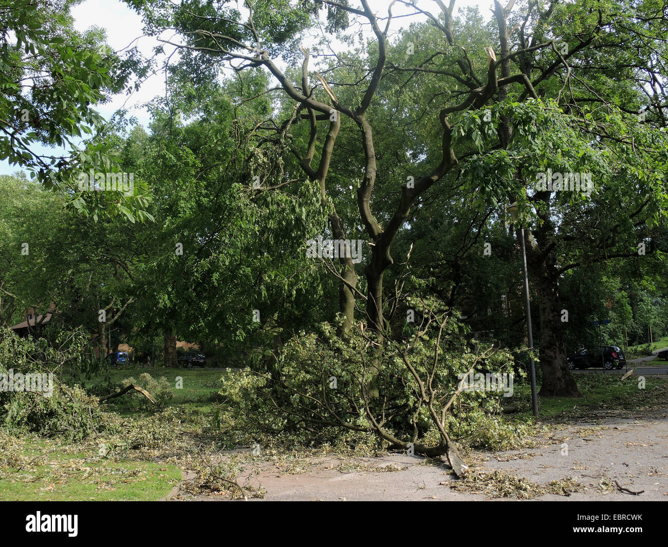 Gelbholz (Cladrastis Lutea), verwüsteten Stadtpark Bochum durch umgestürzte Bäume und abgebrochene Äste, Storm front Ela am 09 / 06 / 2014, Deutschland, Nordrhein-Westfalen, Ruhrgebiet, Bochum Stockfoto