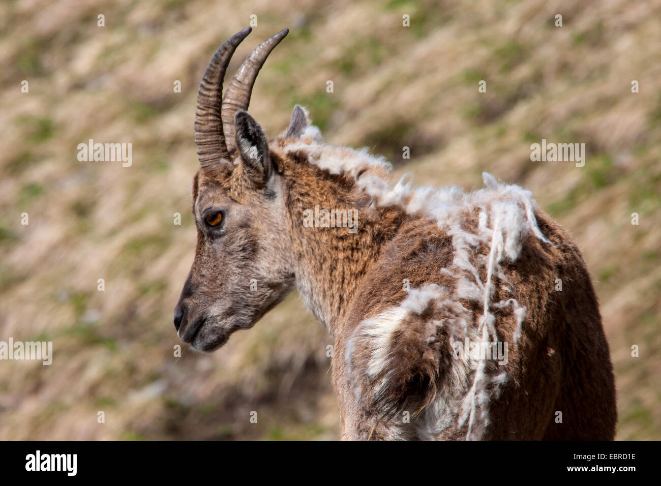 Alpensteinbock (Capra Ibex, Capra Ibex Ibex), Weiblich ändert seinen Pelz, der Schweiz, Toggenburg, Chaeserrugg Stockfoto