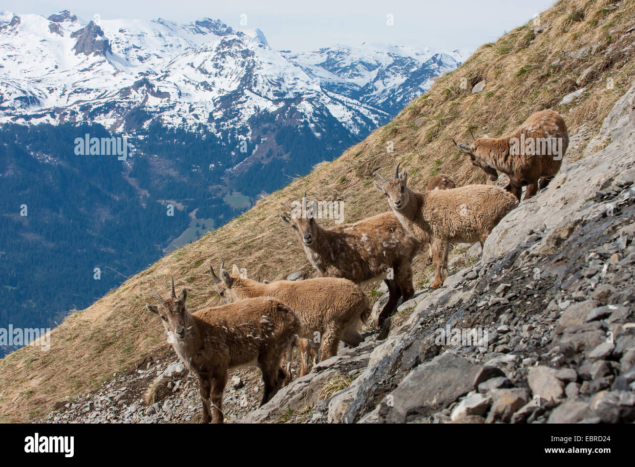 Alpensteinbock (Capra Ibex, Capra Ibex Ibex), der Herde der Steinböcke in steilen Berglandschaft, Schweiz, Toggenburg, Chaeserrugg Stockfoto