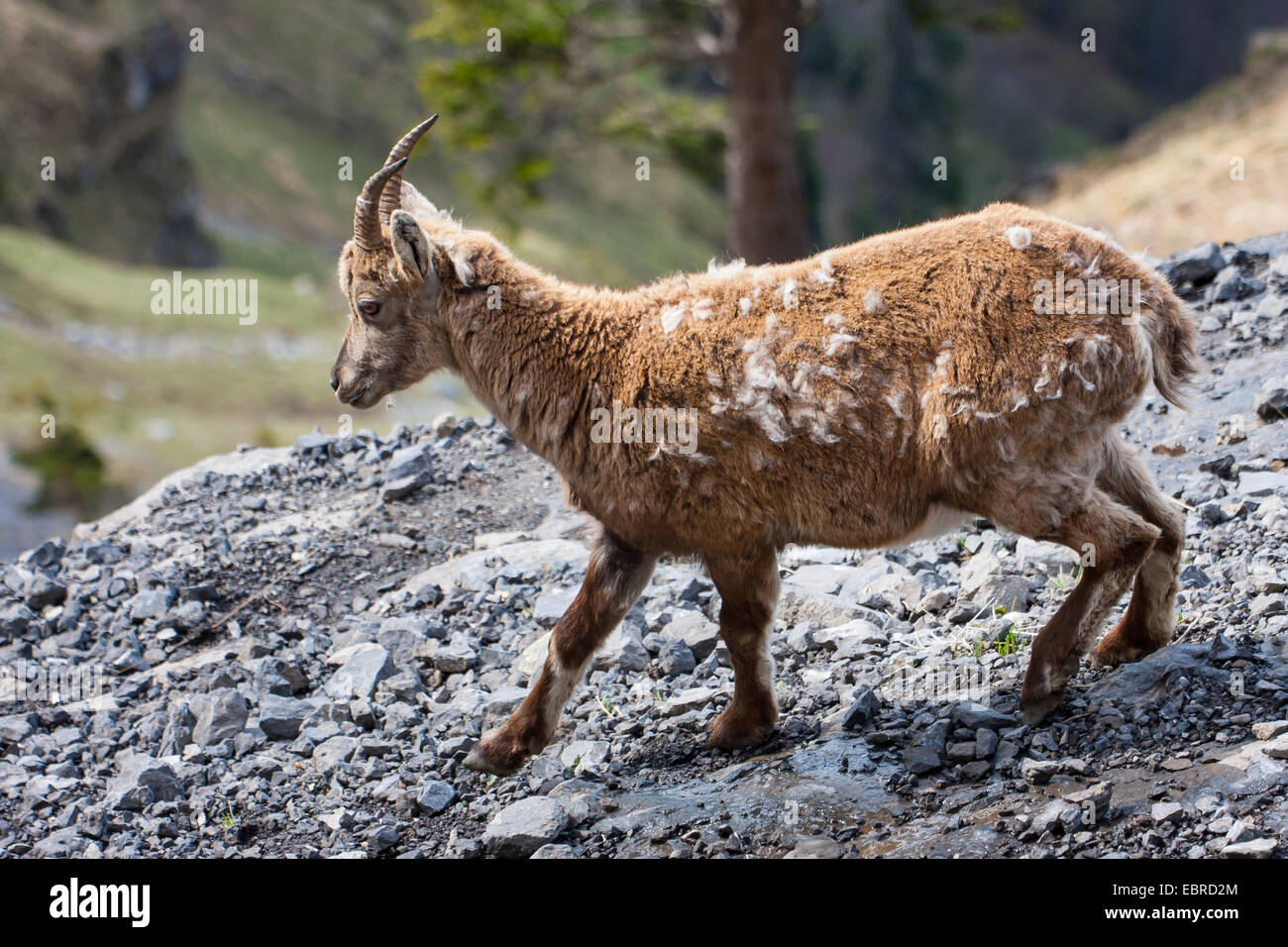 Alpensteinbock (Capra Ibex, Capra Ibex Ibex), Weiblich kreuzt ein Steinhaufen, der Pelz, der Schweiz, Toggenburg, Chaeserrugg ändern Stockfoto