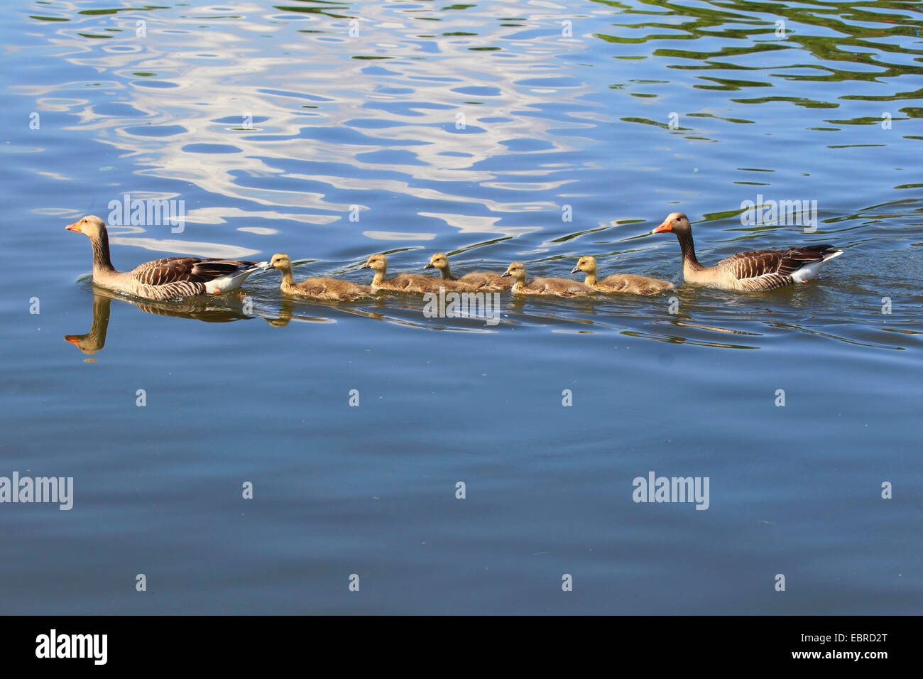 Graugans (Anser Anser), Schwimmen Tierfamilie, Deutschland Stockfoto