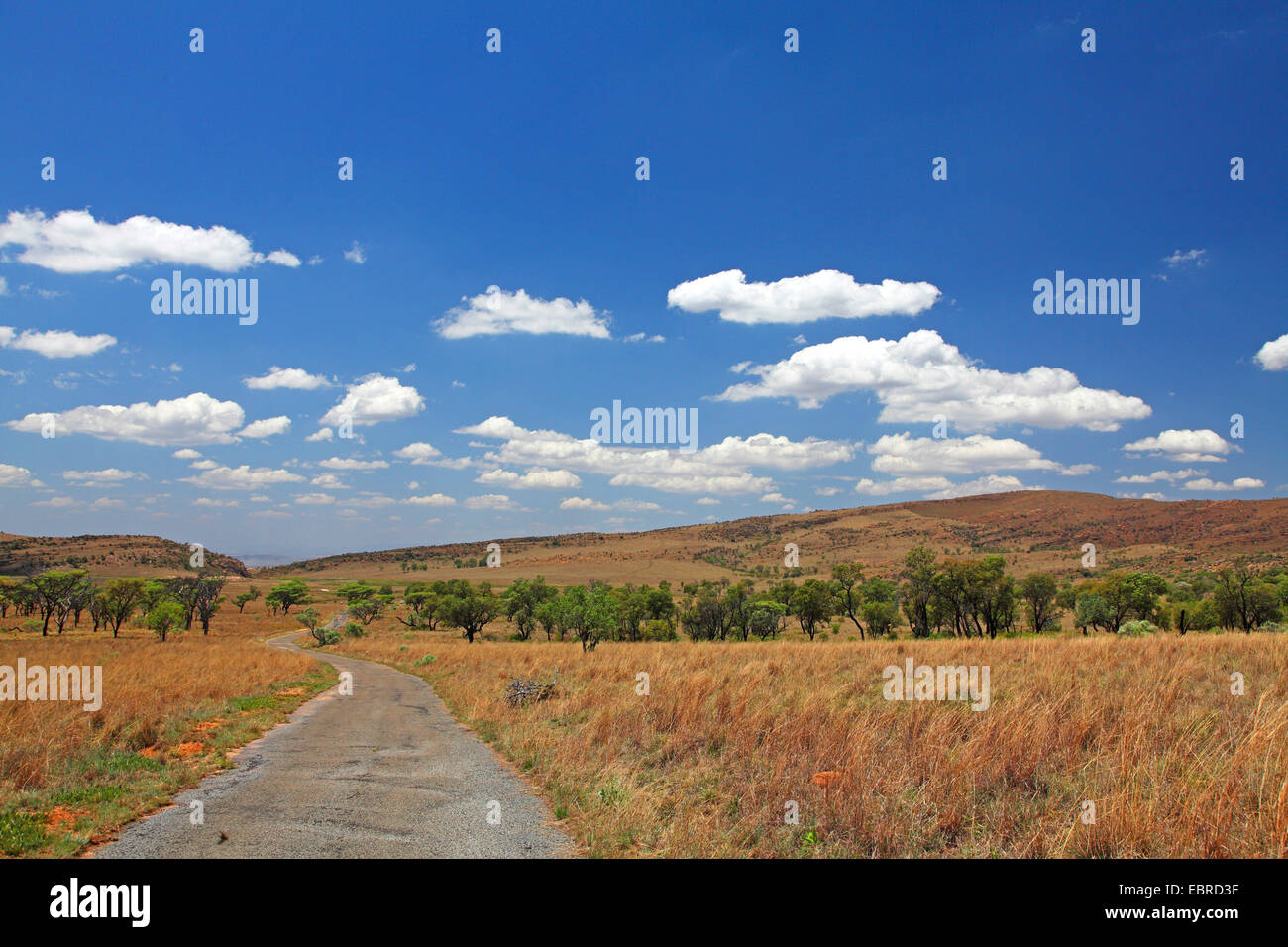 hohen Ebene ot Kgaswane Mountain Reserve, Südafrika, Kgaswane Mountain Reserve Stockfoto