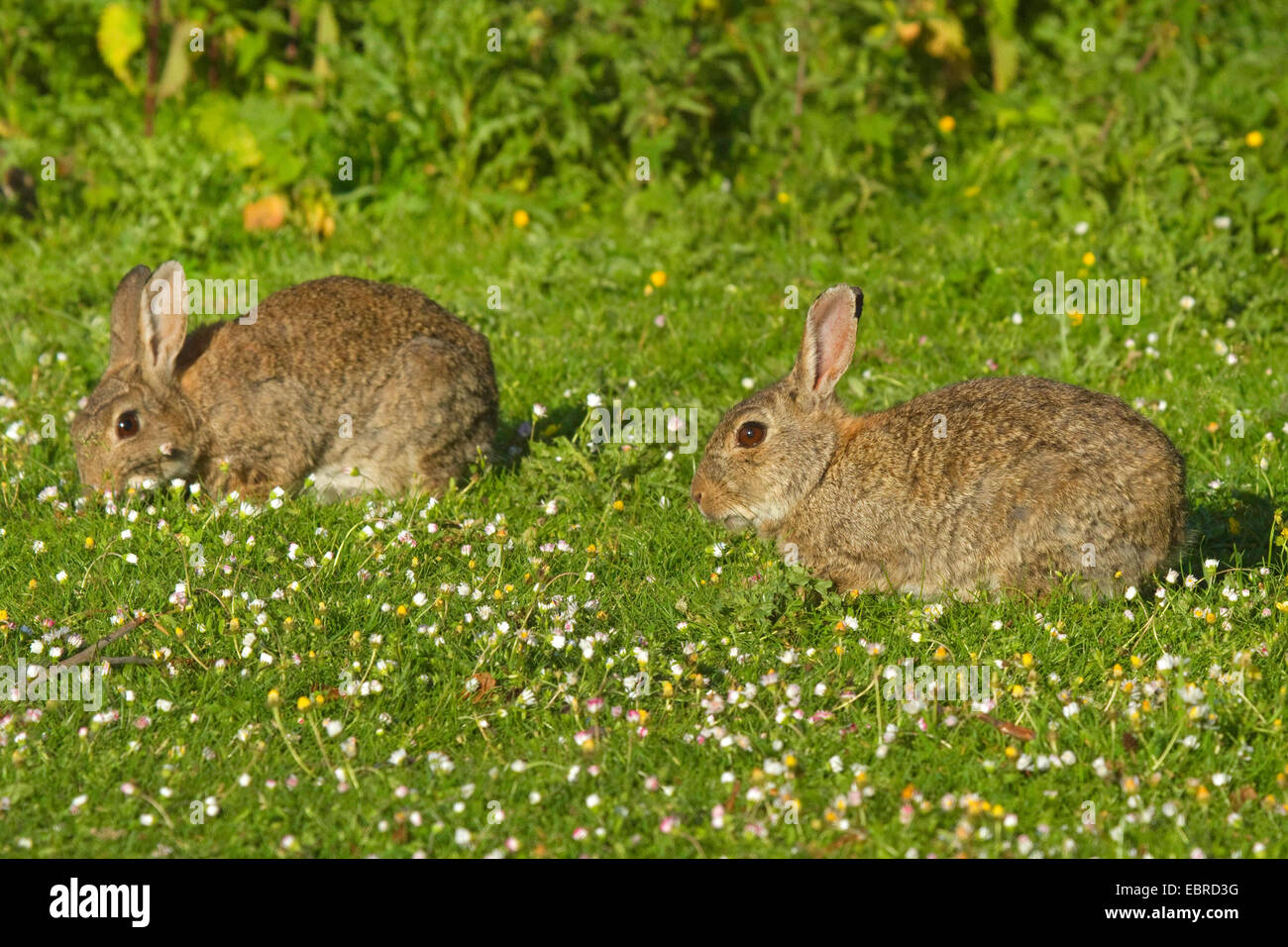 Europäischen Kaninchen (Oryctolagus Cuniculus), wilde Kaninchen in einer Daisy-Wiese in Norderney, Niedersachsen, Deutschland, Juni Stockfoto