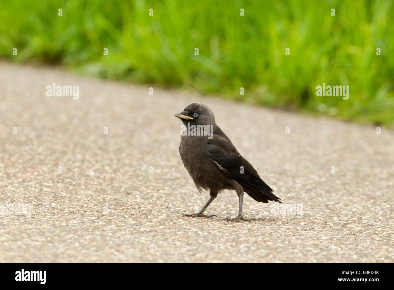 Dohle (Corvus Monedula), Jungvogel auf ein Land Lane, Deutschland, Niedersachsen, Norderney Stockfoto