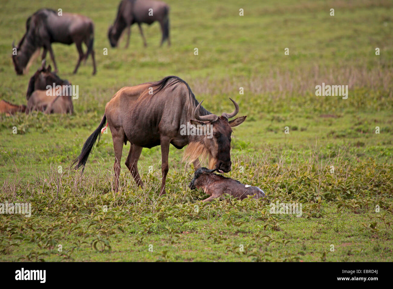 blaue Gnus, gestromt Gnu, weißen bärtigen Gnus (Connochaetes Taurinus), Mutter mit nur geboren, Tansania, Serengeti Nationalpark Stockfoto