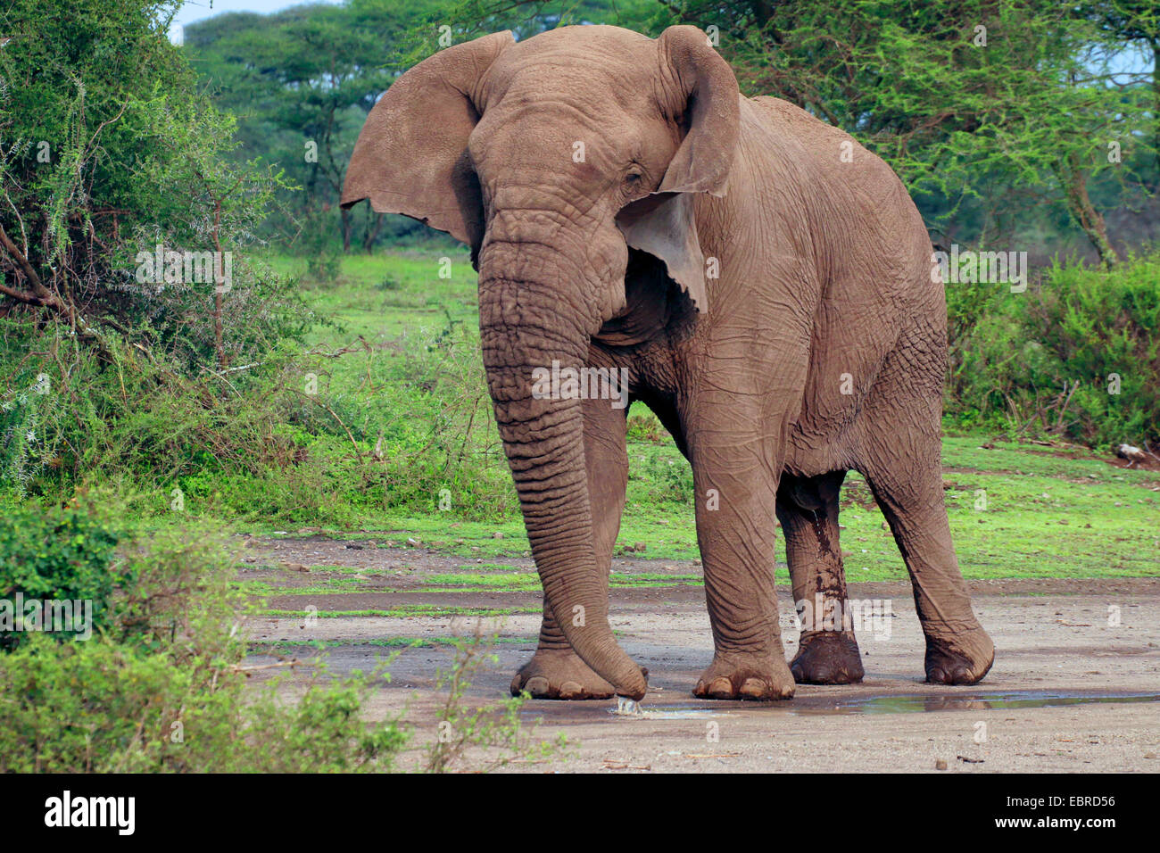 Afrikanischer Elefant (Loxodonta Africana), Stier Elefanten ohne Stoßzähne im Serengeti-Nationalpark Serengeti, Tansania, Stockfoto