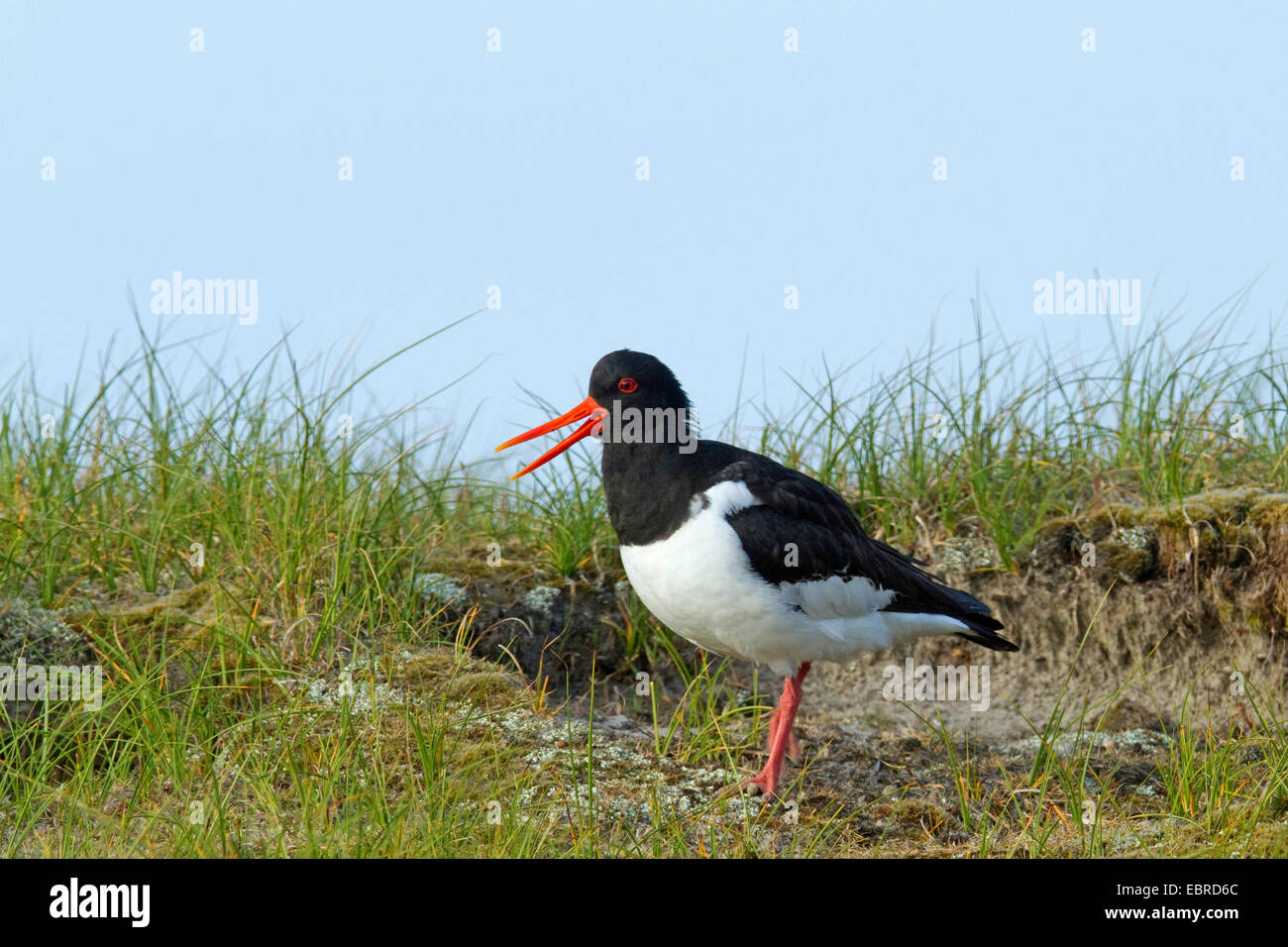 Paläarktis Austernfischer (Haematopus Ostralegus), stehend mit öffnen Rechnung in den Dünen, Deutschland, Niedersachsen, Norderney Stockfoto