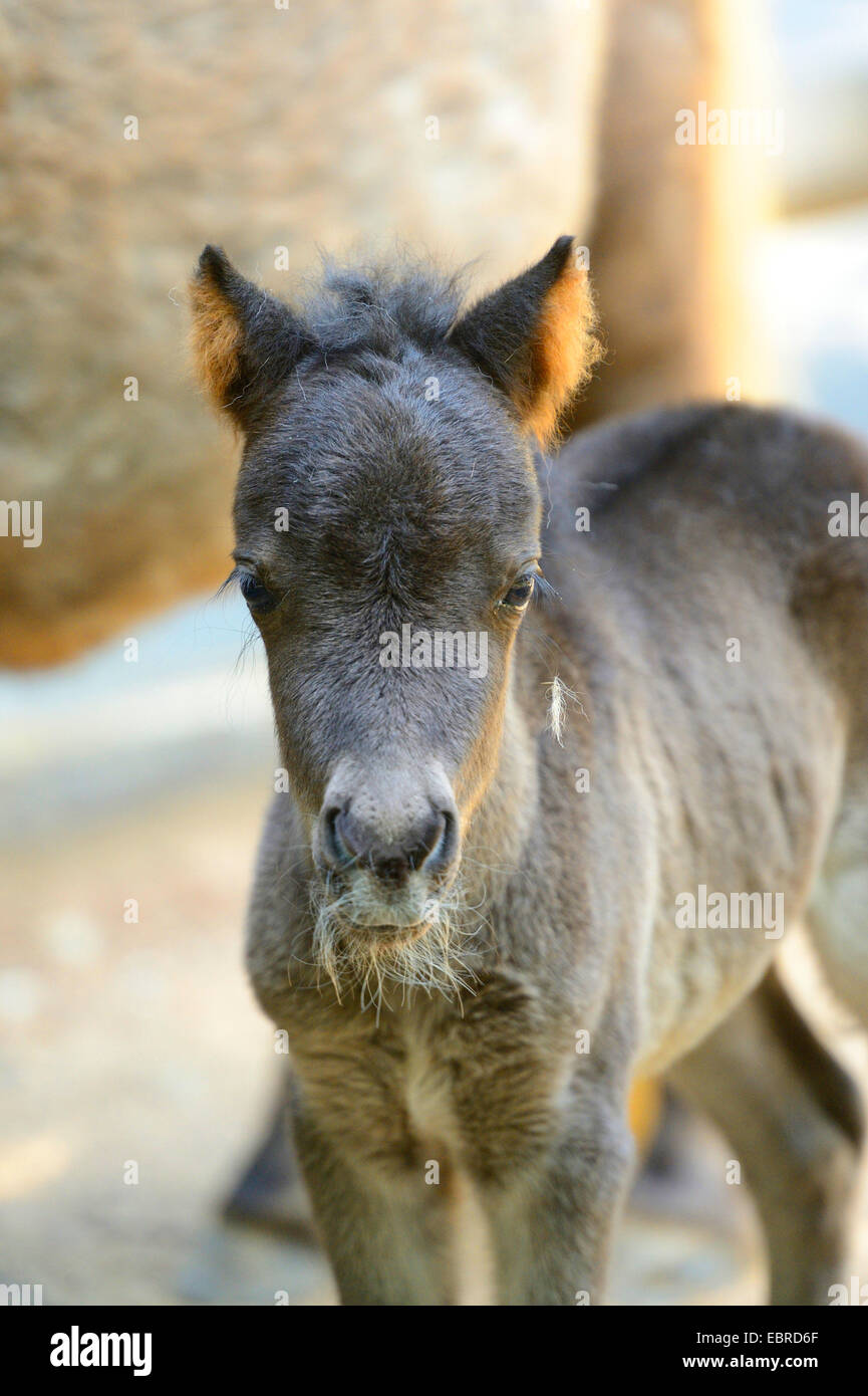 Pony (Equus Przewalskii F. Caballus), Fohlen, Deutschland Stockfoto