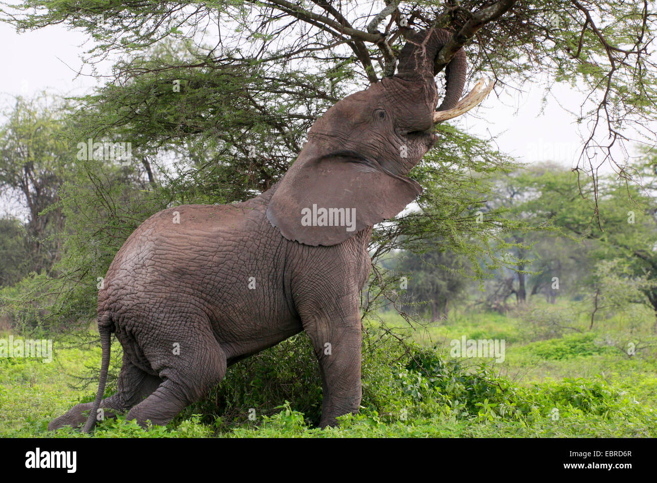 Afrikanischer Elefant (Loxodonta Africana), messen ihre Kräfte an einem Baum, Tansania, Serengeti Nationalpark Stockfoto