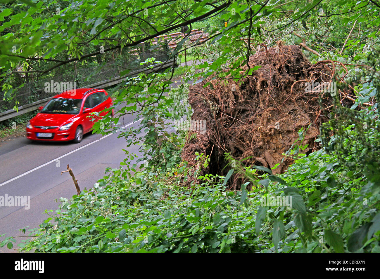entwurzelte Baum an einem Hang über eine Straße nach Sturmtief Ela am 2014-06-09, Essen, Ruhrgebiet, Nordrhein-Westfalen, Deutschland Stockfoto