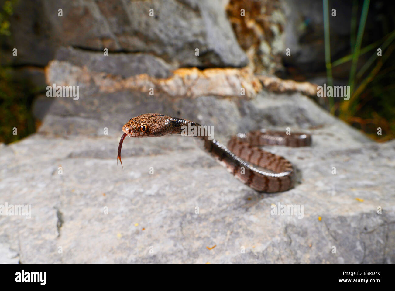 Katze-Schlange, europäische Katze Schlange (Telescopus Goldhahnenfuß), Erectet Katze Schlange stechen Zunge in und out und herumkrabbeln, Lykien, Dalyan, Mugla, Türkei Stockfoto